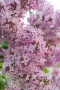 [Bois de Jasmin - NYC]