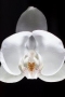 [Now Smell This - Pennsylvania]